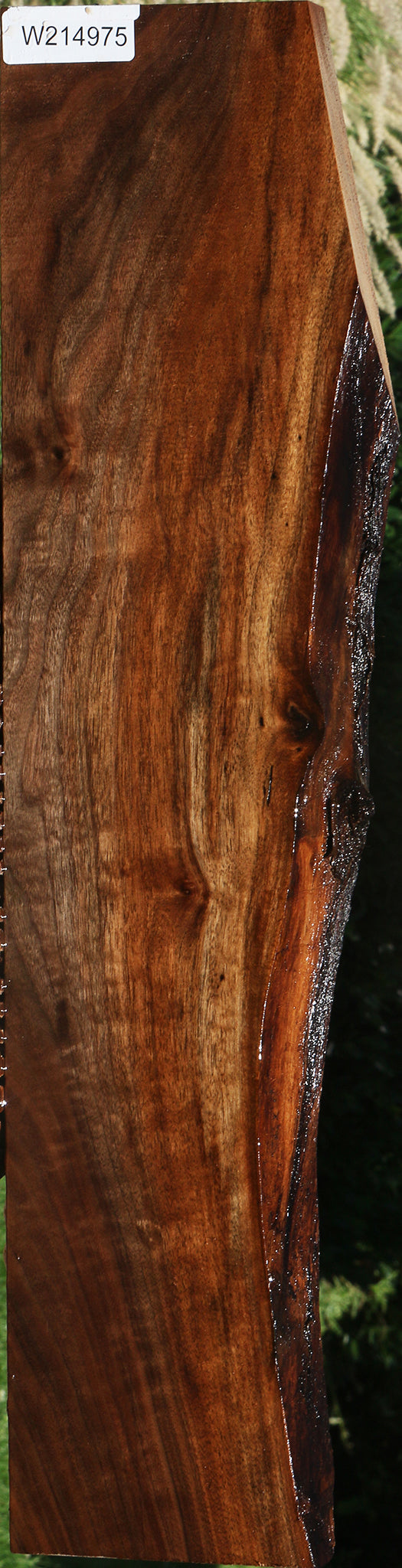 Figured Claro Walnut Live Edge Lumber