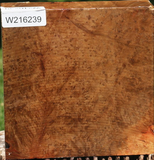 Extra Fancy Madrone Burl Bowl Blank