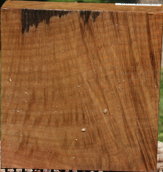 Extra Fancy Madrone Burl Bowl Blank