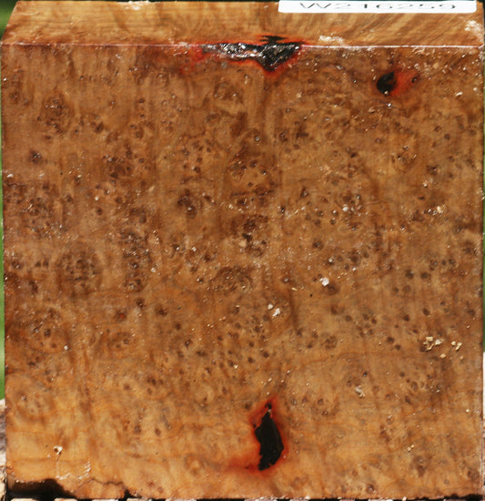 Madrone Burl Bowl Blank