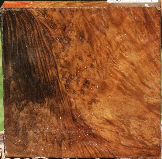 Extra Fancy Madrone Burl Bowl Blank