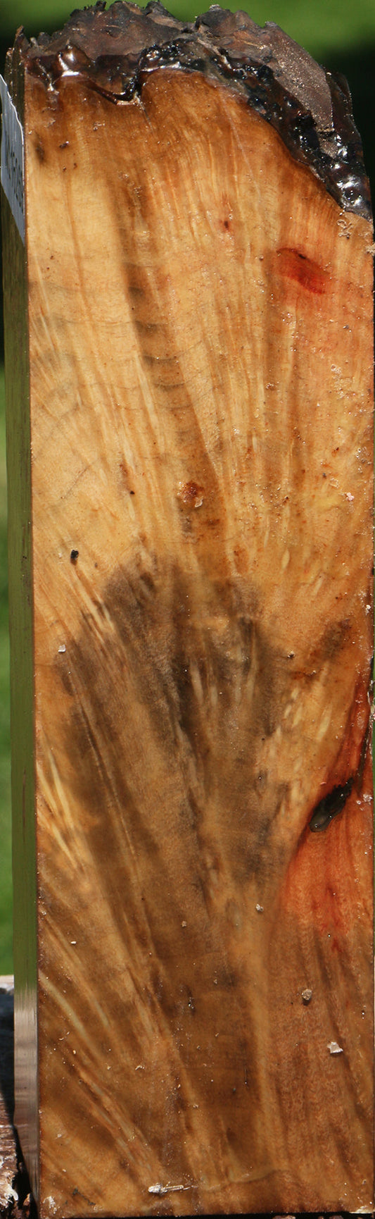 Madrone Burl Live Edge Peppermill