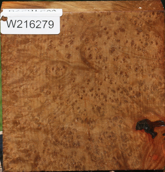 Extra Fancy Madrone Burl Bowl Blank