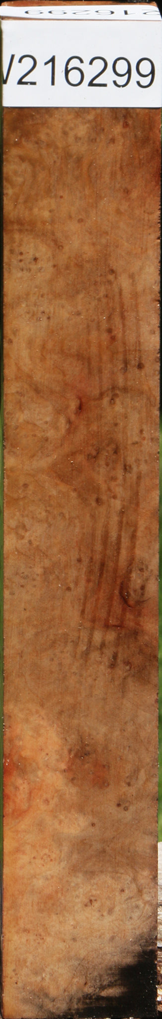 Rustic Madrone Burl Turning Blank