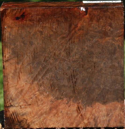 Extra Fancy Madrone Burl Bowl Blank