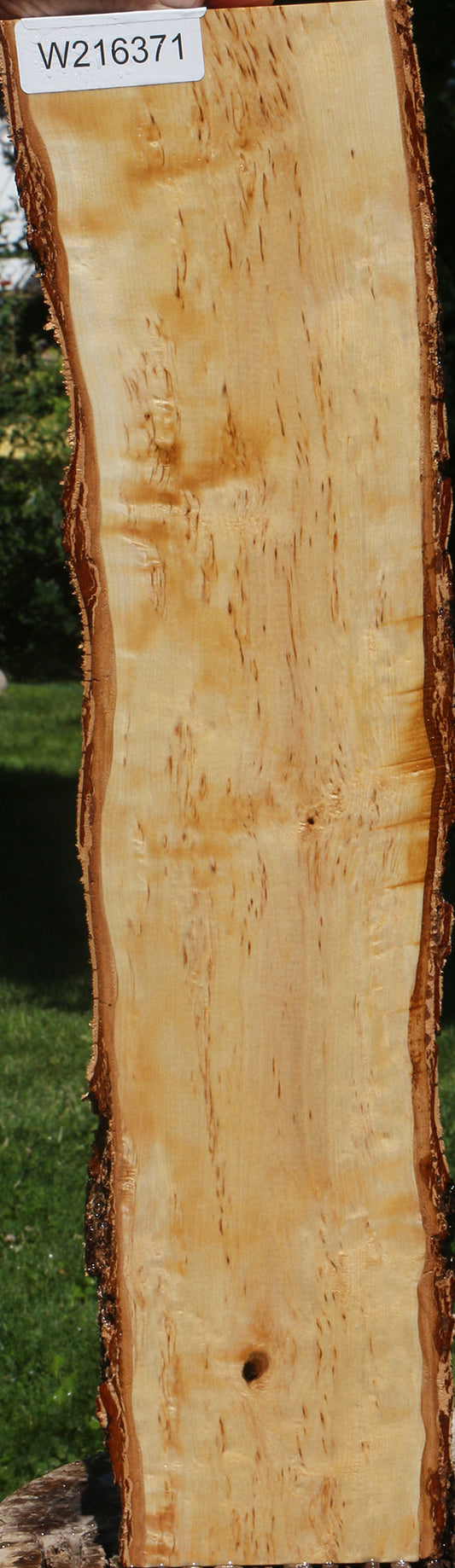 Masur Birch Live Edge Lumber