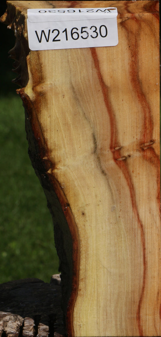 Carob Live Edge Turning Blank