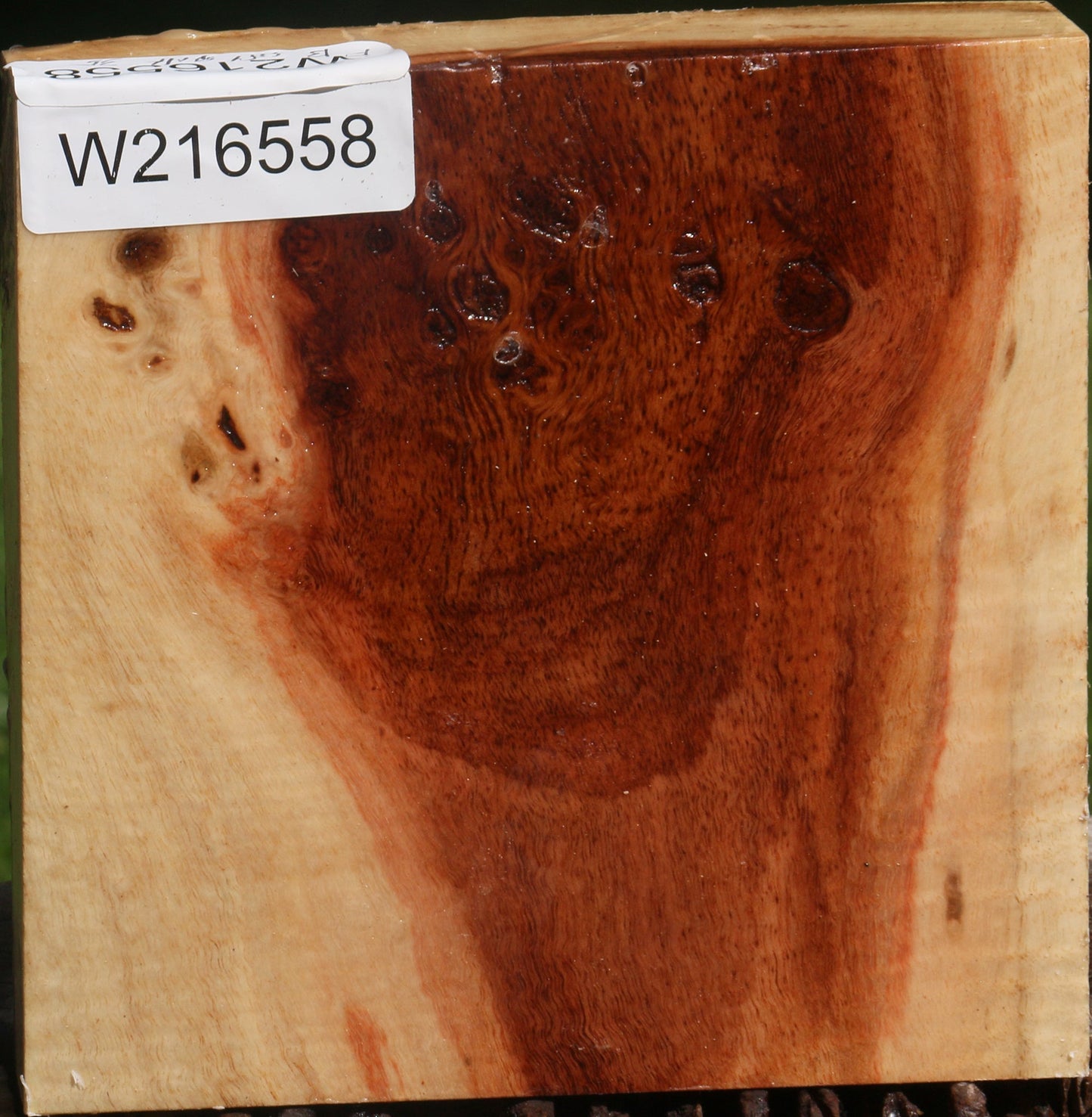 Fiddleback Carob Burl Bowl Blank