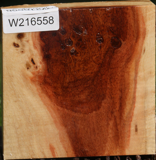 Fiddleback Carob Burl Bowl Blank