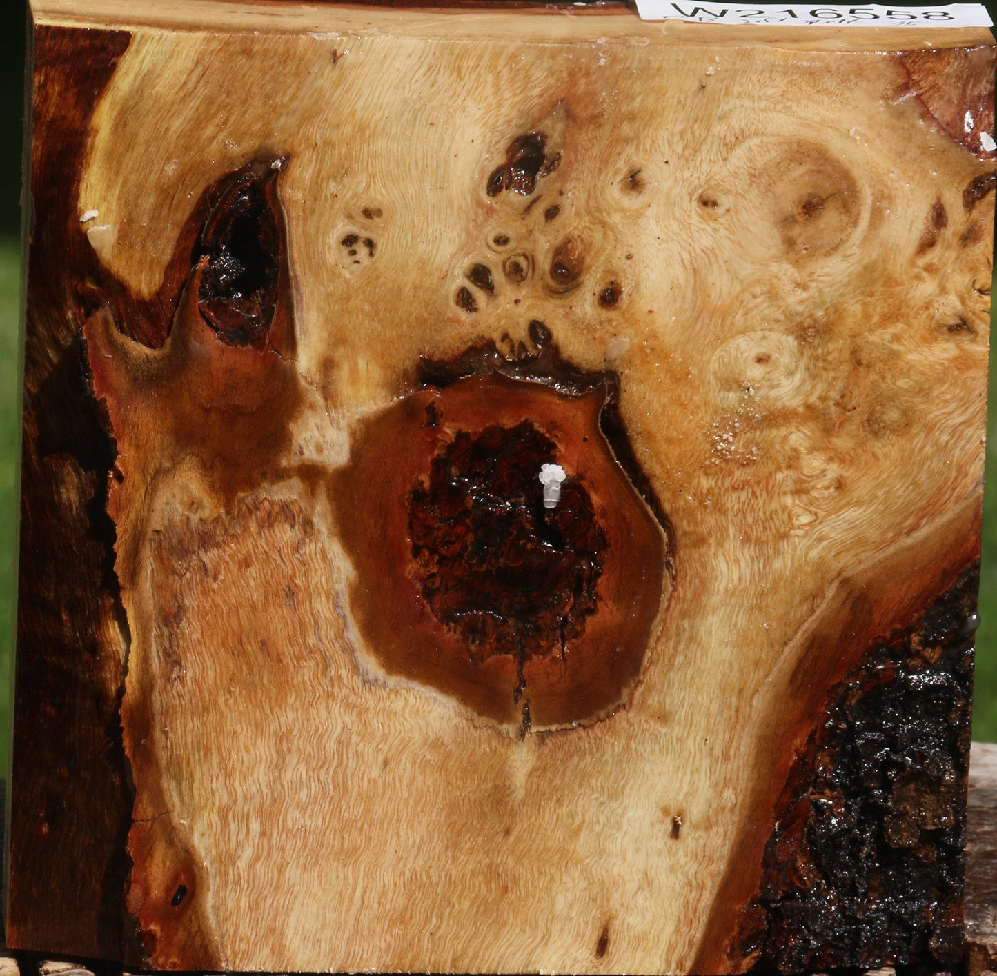 Fiddleback Carob Burl Bowl Blank