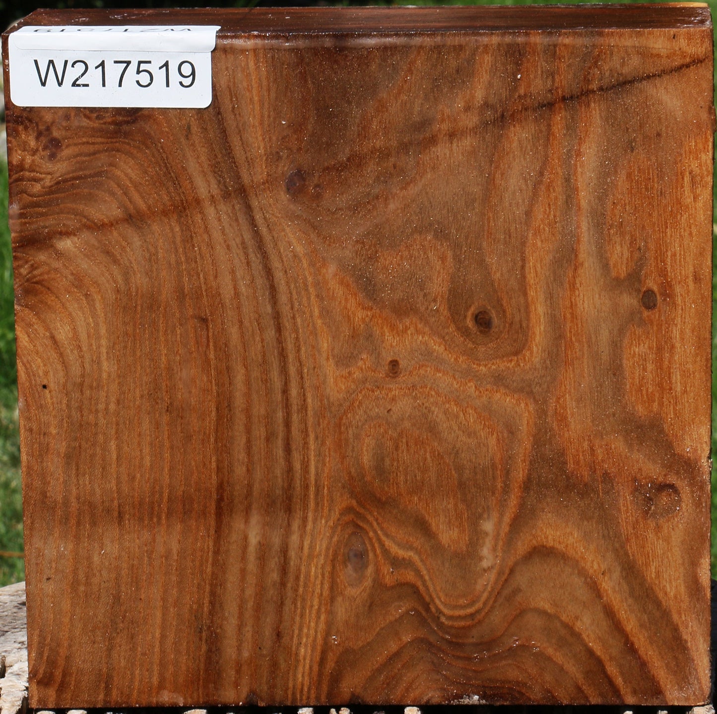 Figured Elm Burl Bowl Blank