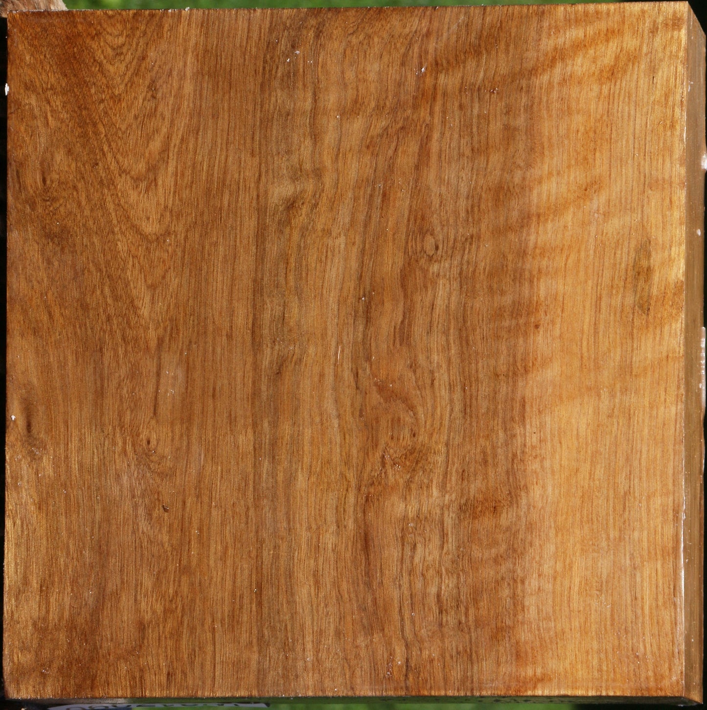 Extra Fancy Asian Satinwood Bowl Blank