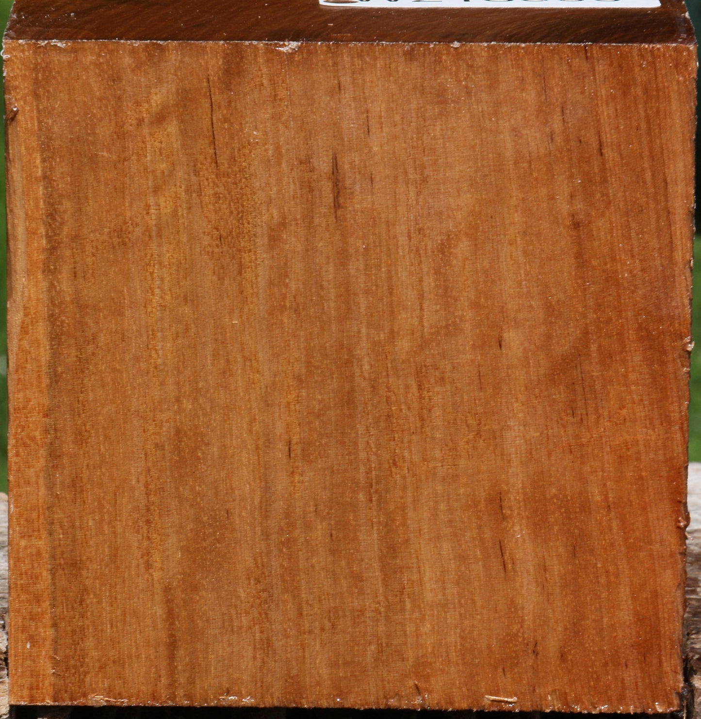 Asian Satinwood Bowl Blank