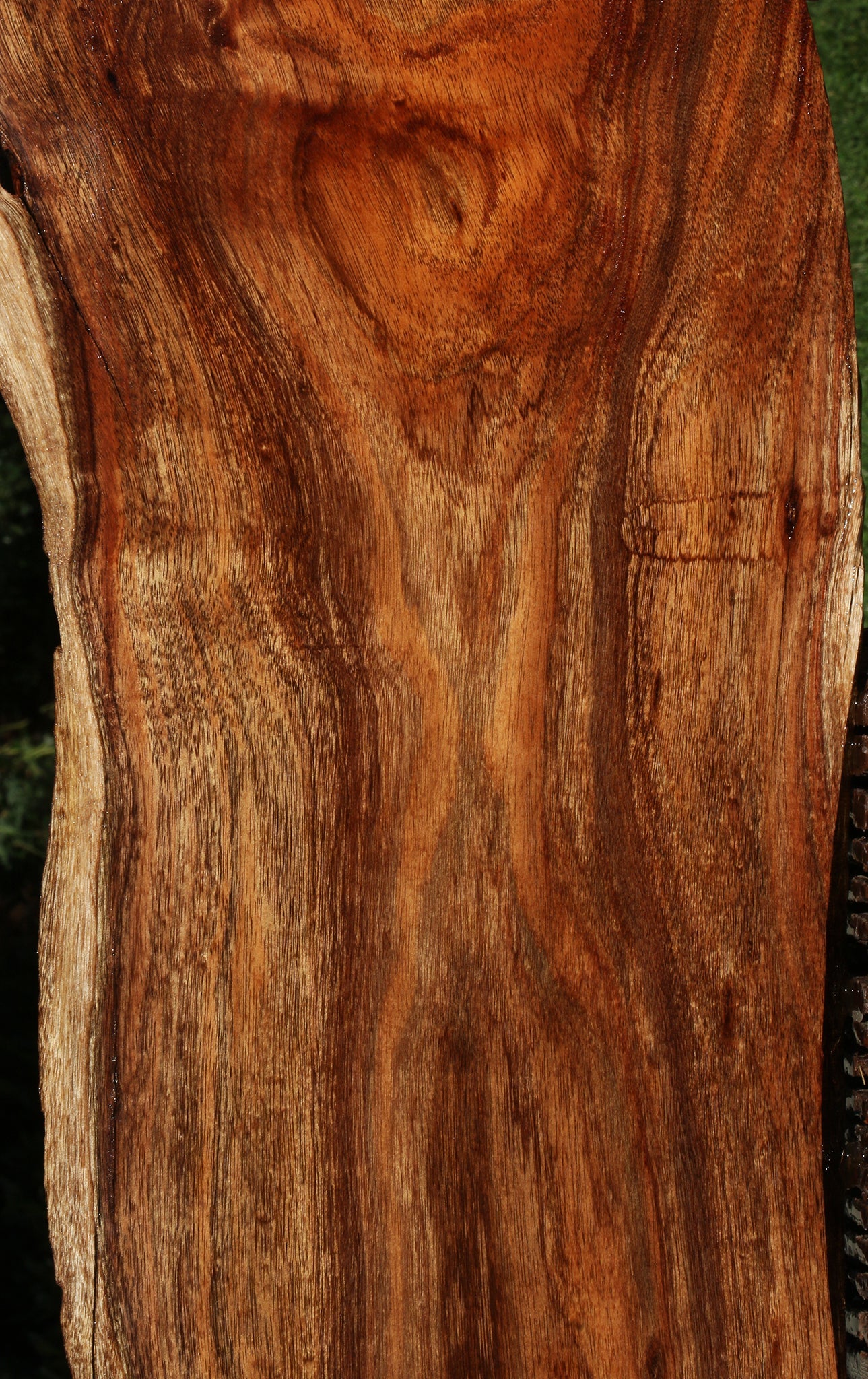 Rustic Silver Wattle Live Edge Lumber