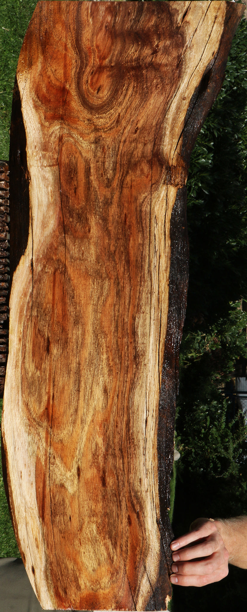Rustic Silver Wattle Live Edge Lumber
