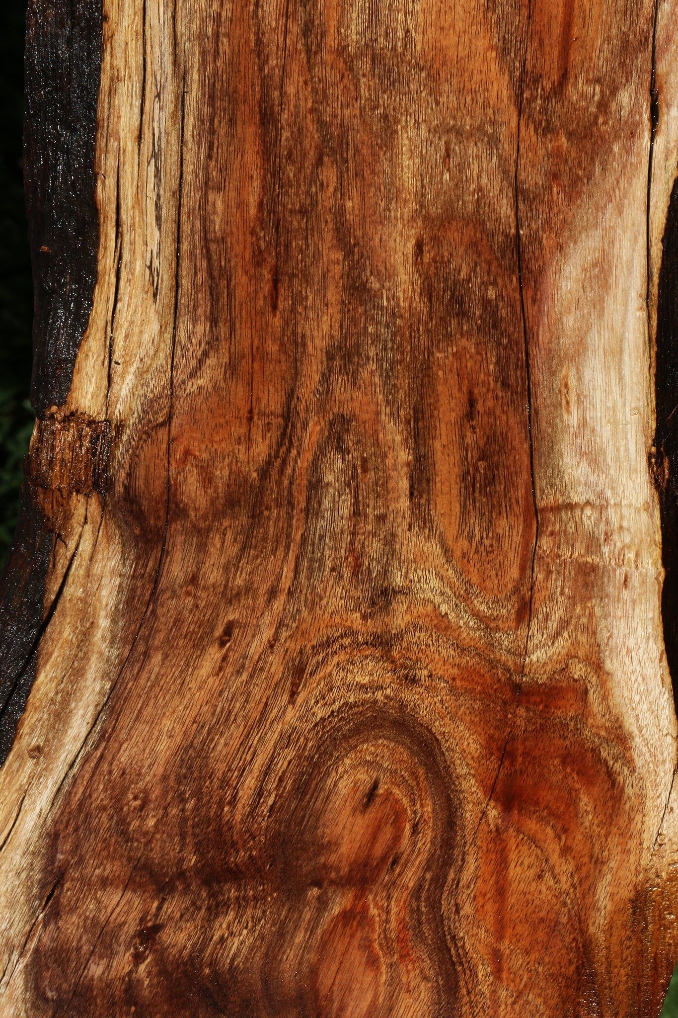 Rustic Silver Wattle Live Edge Lumber