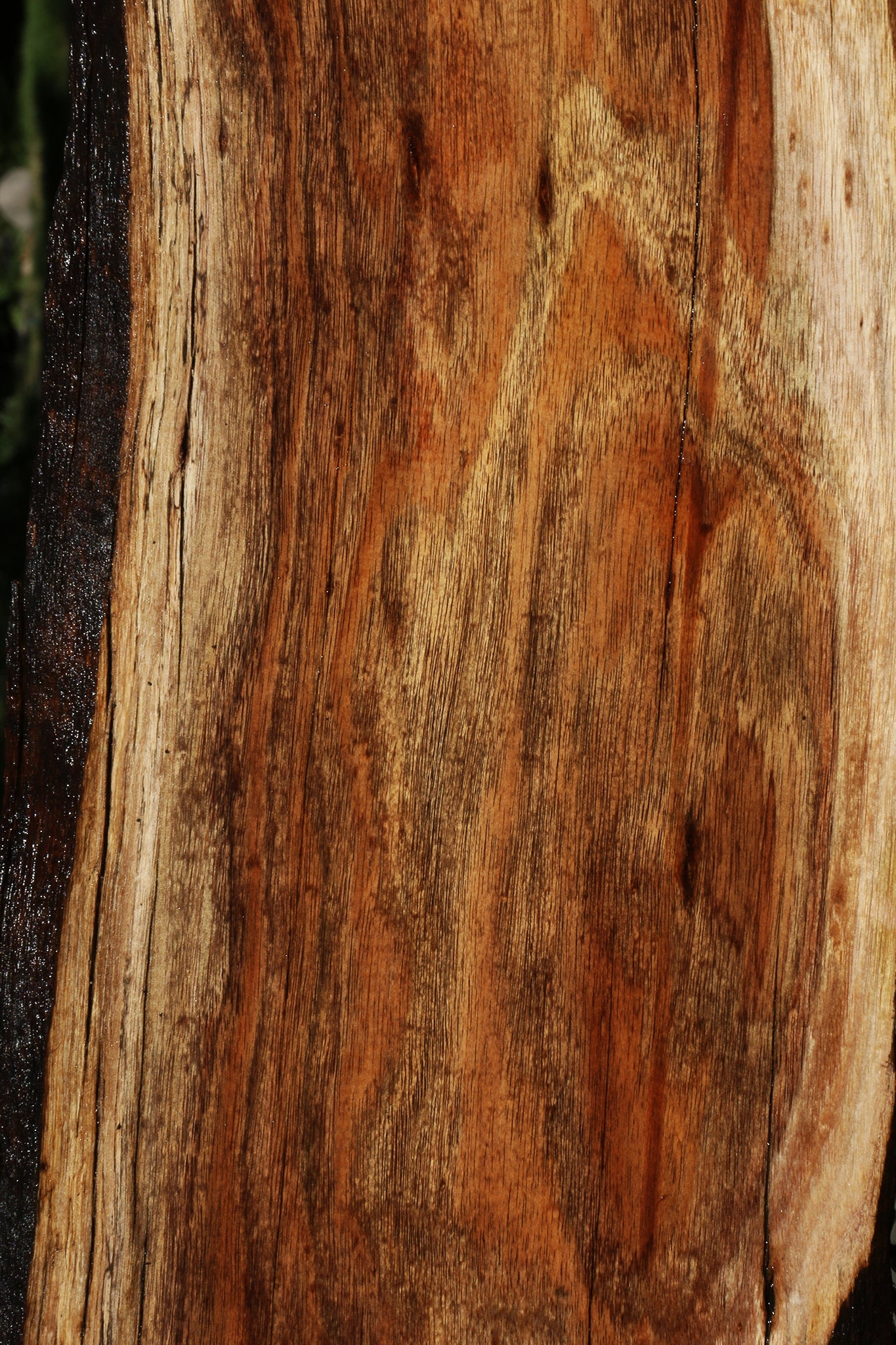 Rustic Silver Wattle Live Edge Lumber