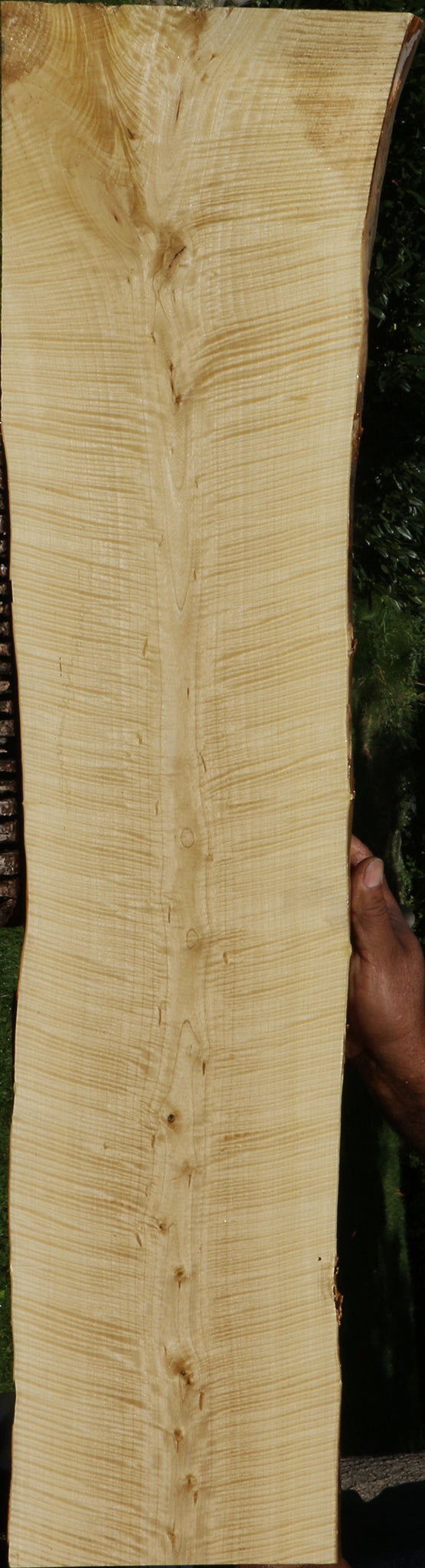 Exhibition Crepe Myrtle Live Edge Lumber