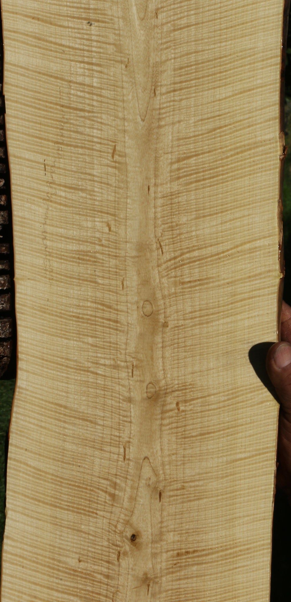 Exhibition Crepe Myrtle Live Edge Lumber