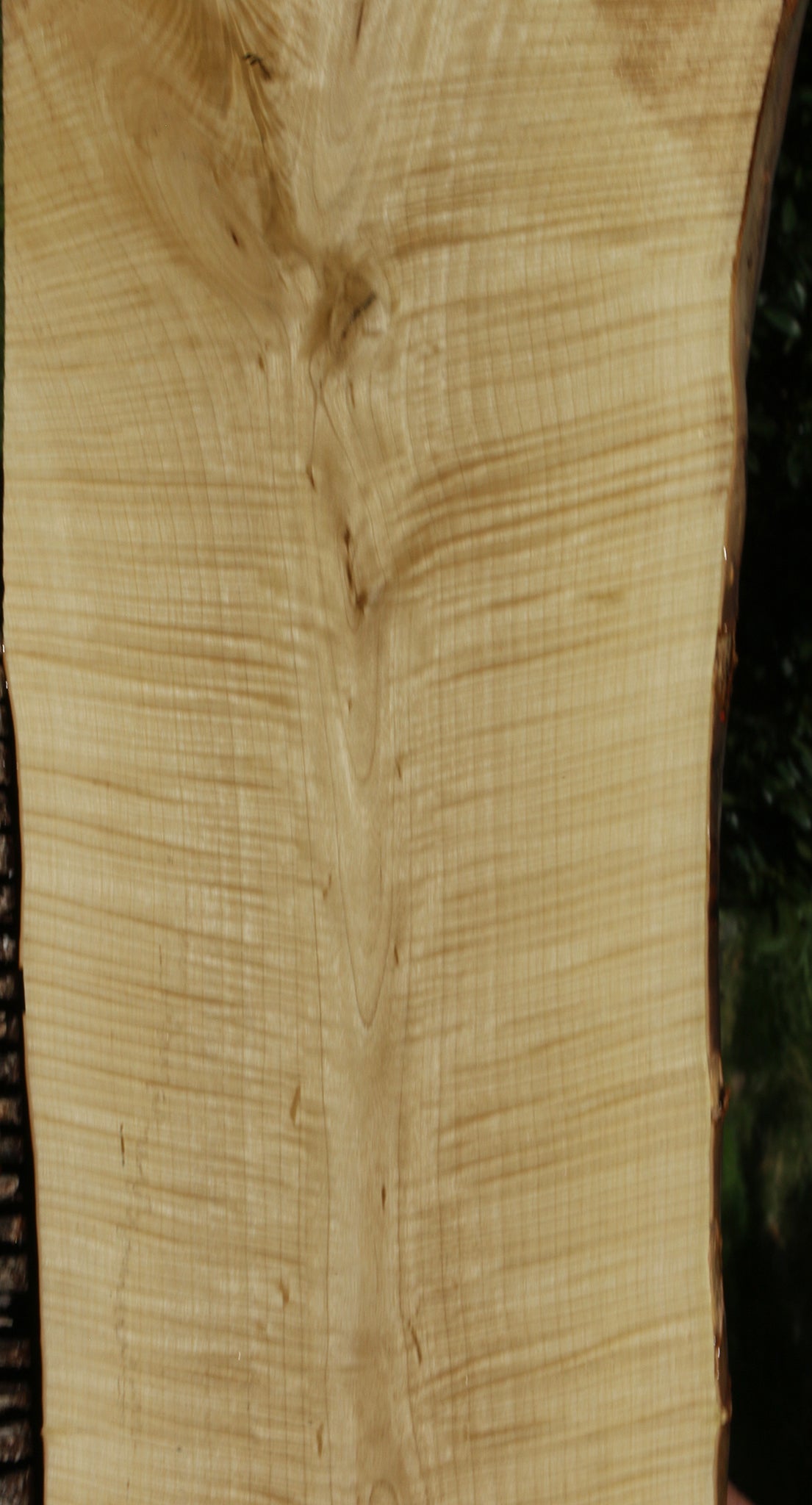 Exhibition Crepe Myrtle Live Edge Lumber