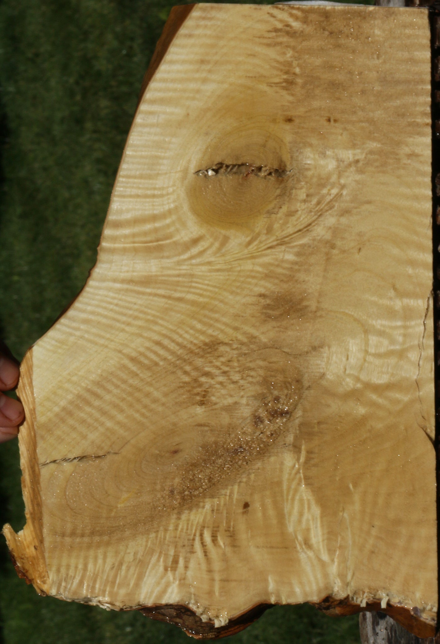 Extra Fancy Crepe Myrtle Live Edge Micro Lumber