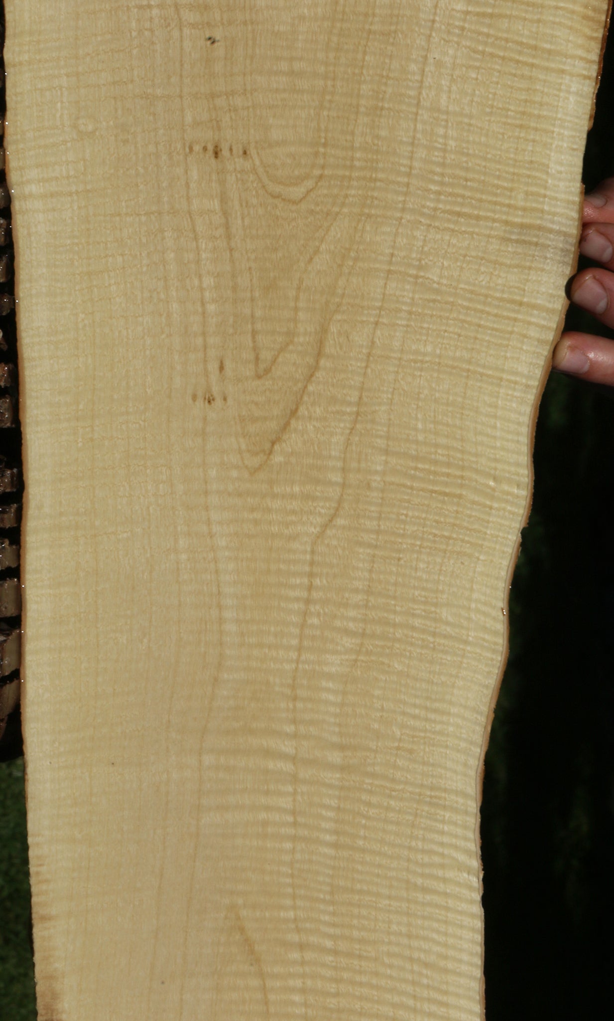 Exhibition Crepe Myrtle Live Edge Lumber