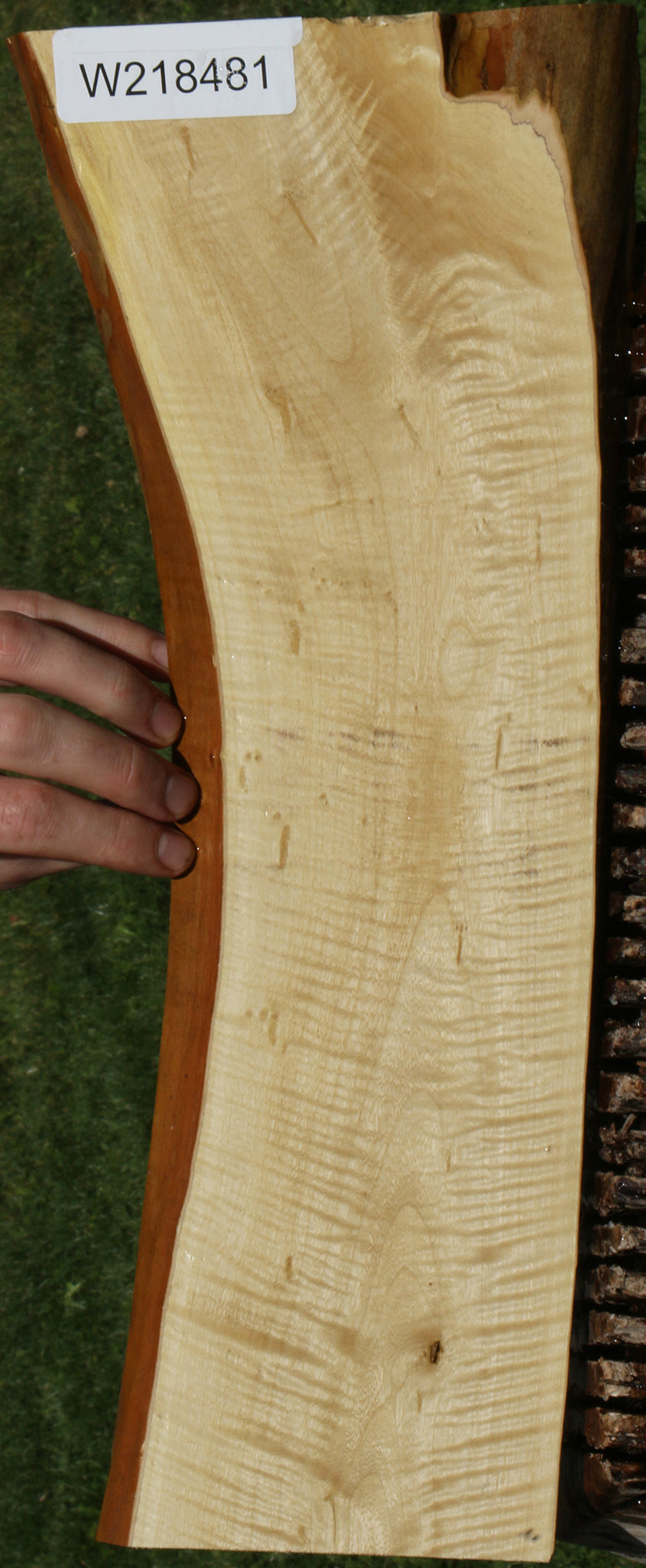 Extra Fancy Crepe Myrtle Live Edge Micro Lumber