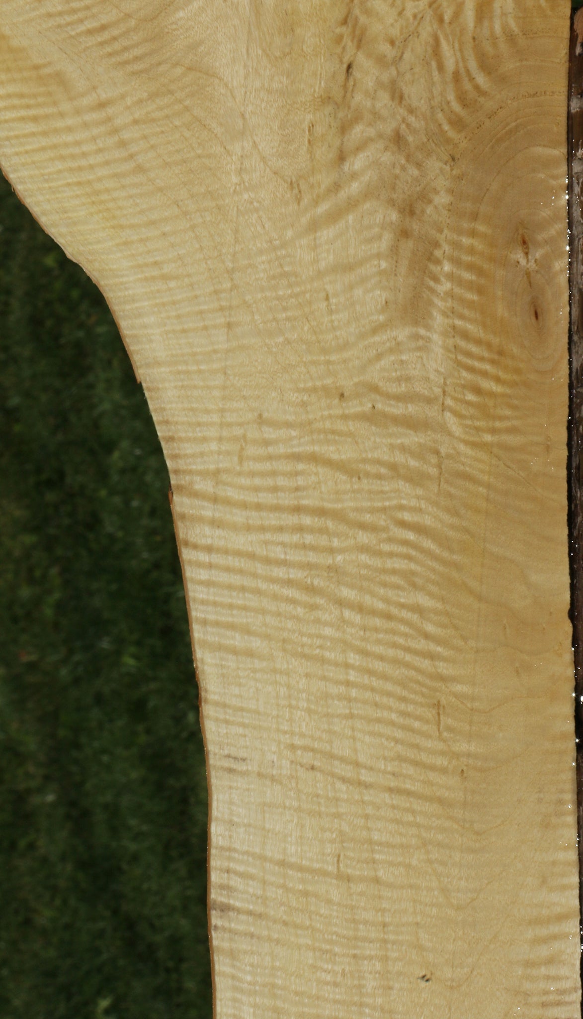 Exhibition Crepe Myrtle Live Edge Micro Lumber