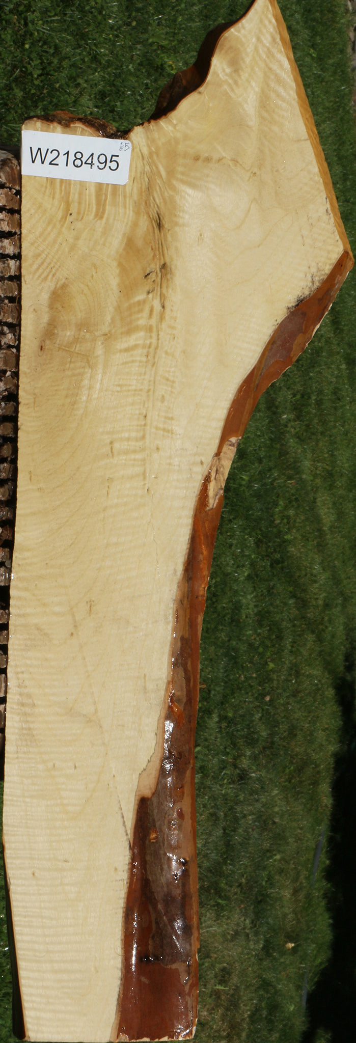 Exhibition Crepe Myrtle Live Edge Micro Lumber