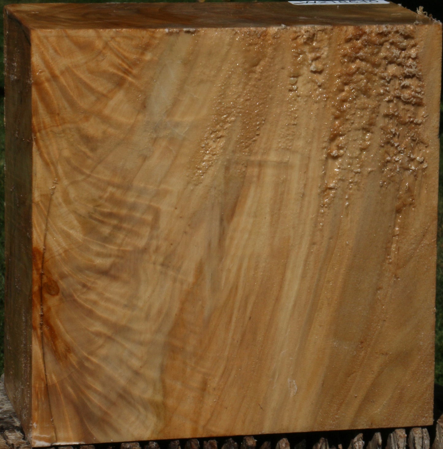 Extra Fancy Black Cottonwood Bowl Blank