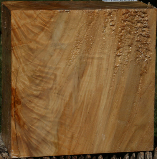 Extra Fancy Black Cottonwood Bowl Blank