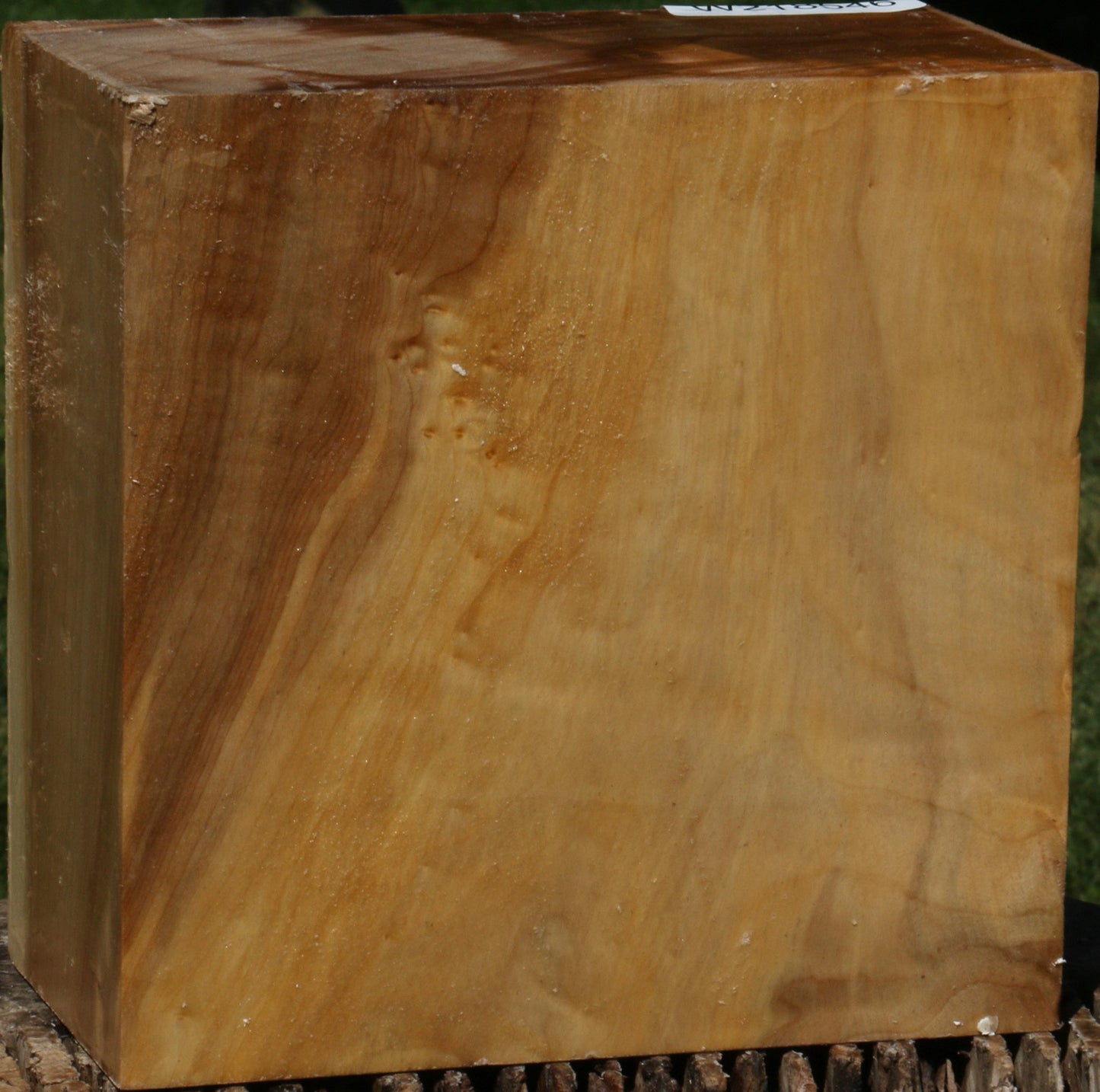 Figured Black Cottonwood Bowl Blank