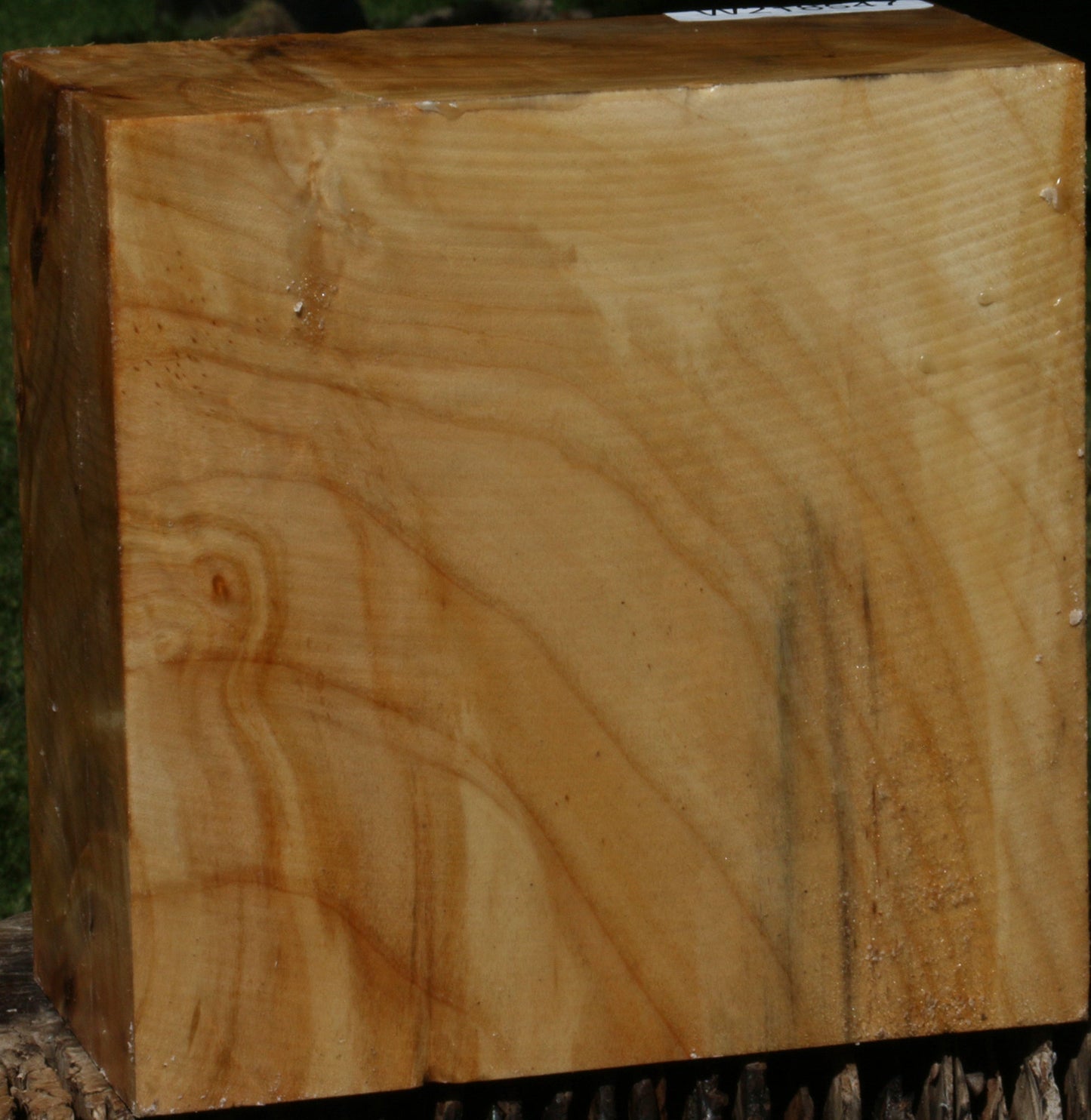 Extra Fancy Black Cottonwood Bowl Blank