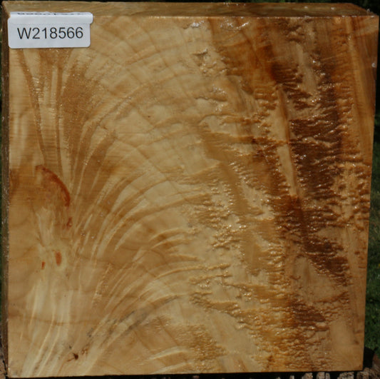 Extra Fancy Black Cottonwood Bowl Blank