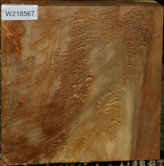 Figured Black Cottonwood Bowl Blank