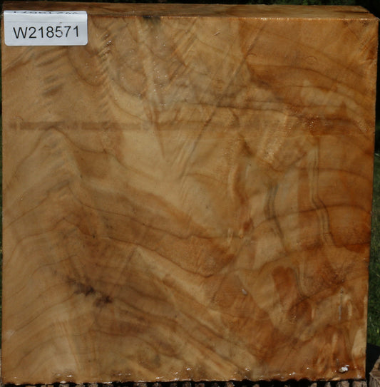 Extra Fancy Black Cottonwood Bowl Blank