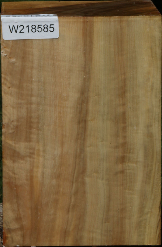 Black Cottonwood Turning Blank