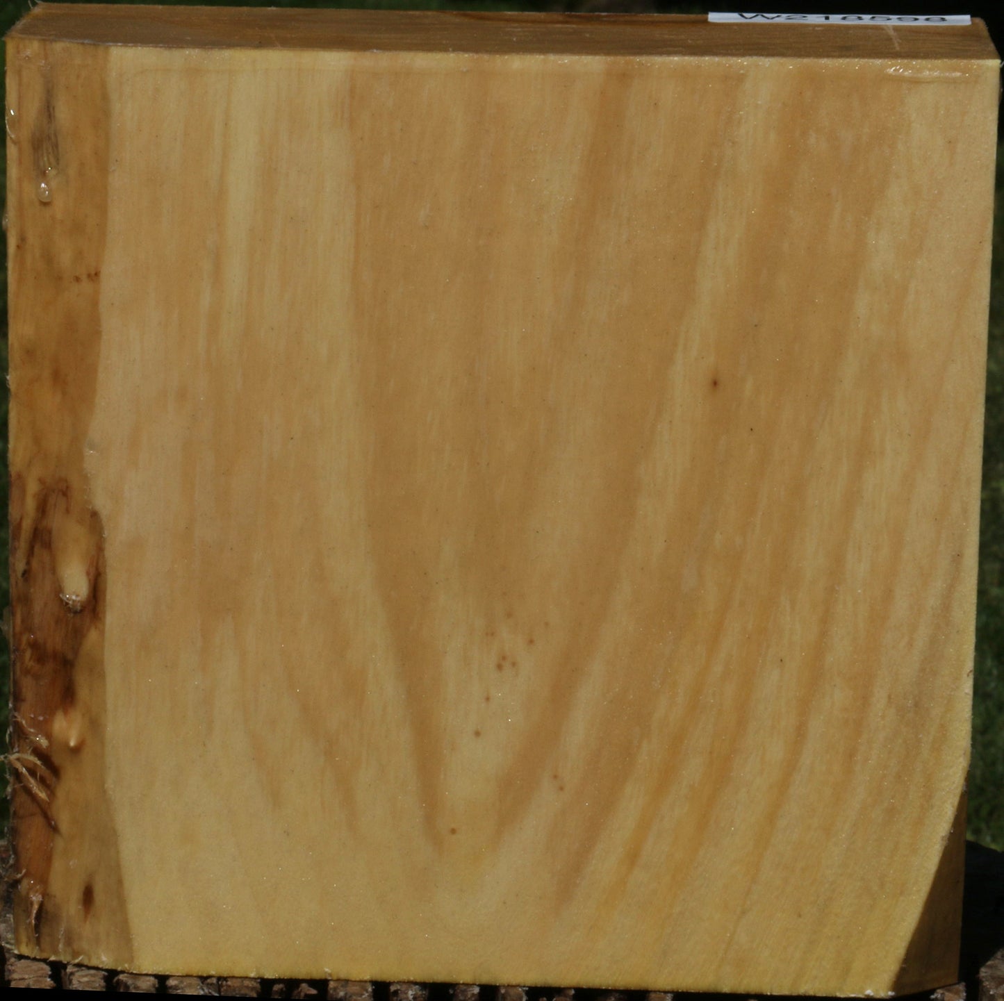 Black Cottonwood Bowl Blank