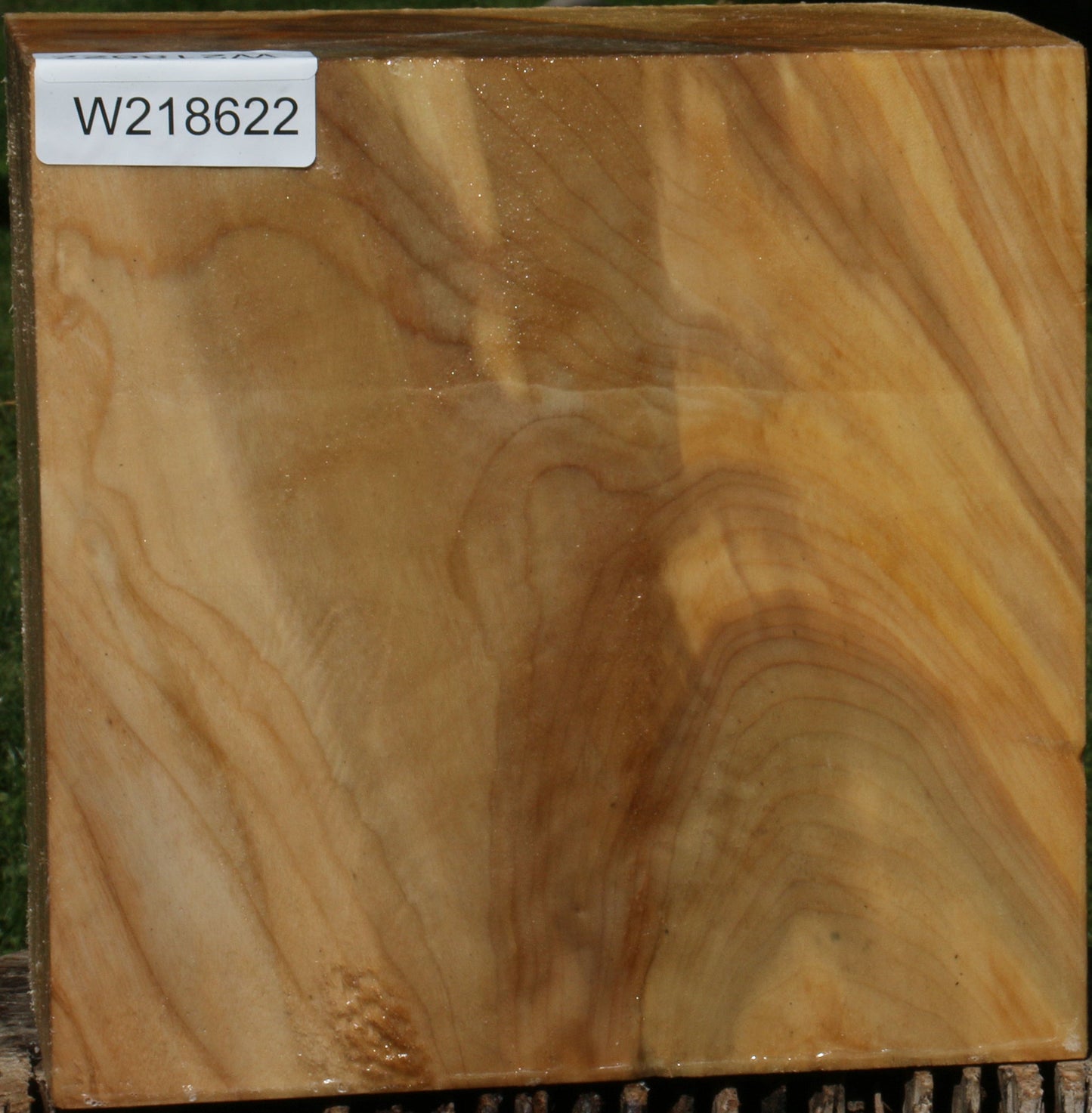 Figured Black Cottonwood Bowl Blank