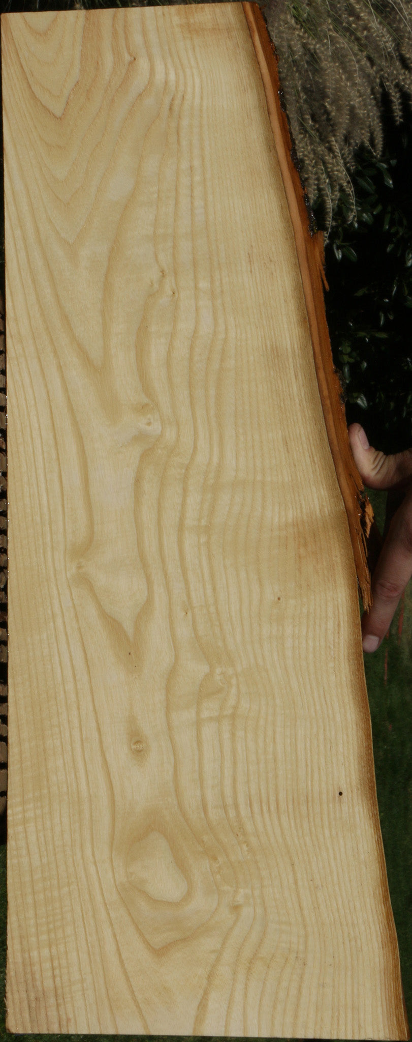 Extra Fancy Fiddleback French Ash Live Edge Lumber