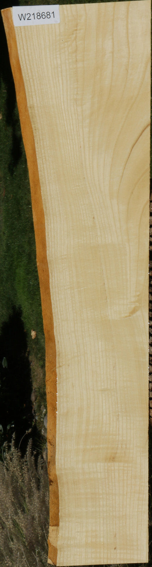 Extra Fancy Fiddleback French Ash Live Edge Lumber