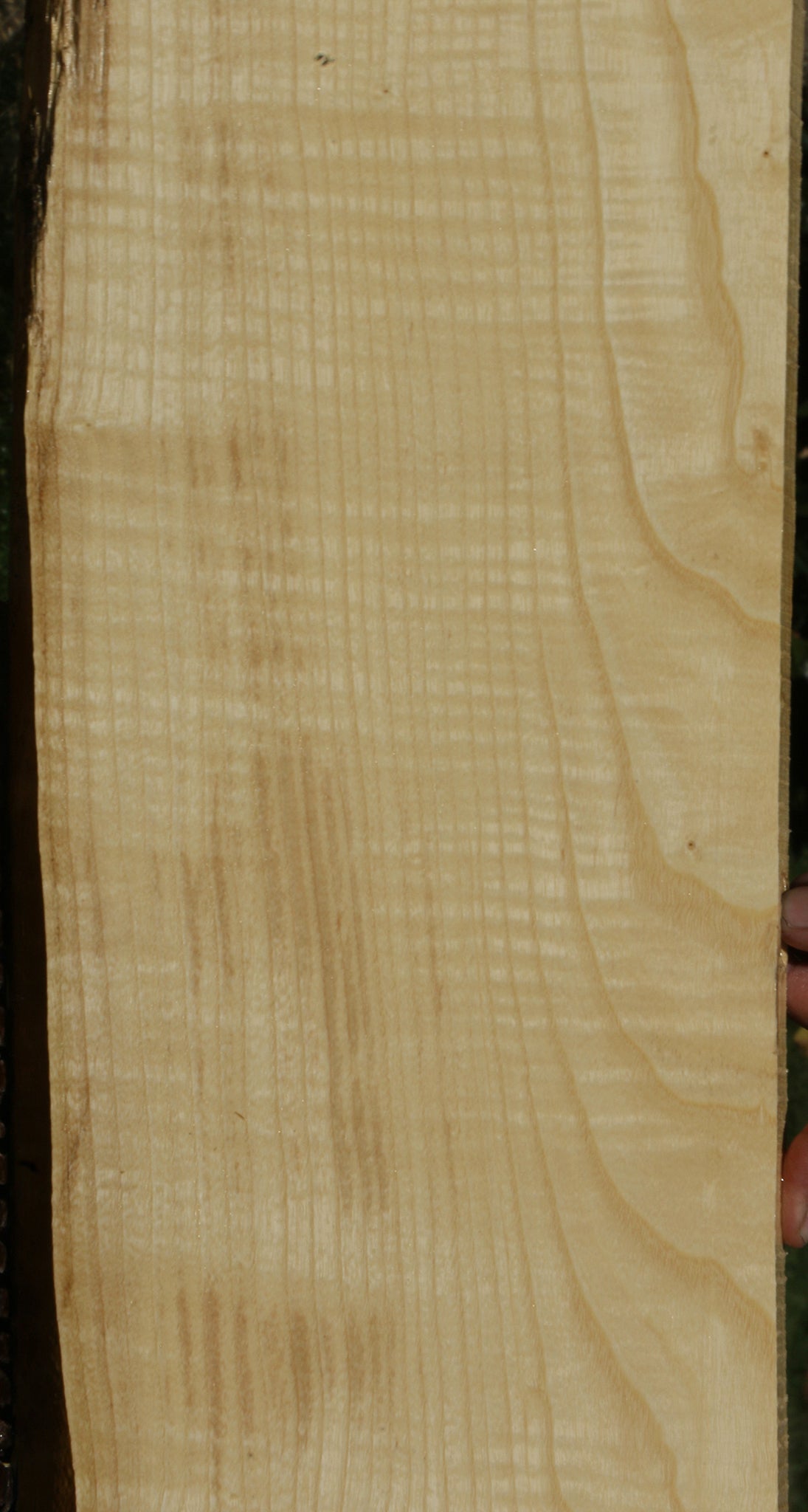 Extra Fancy Fiddleback French Ash Live Edge Lumber