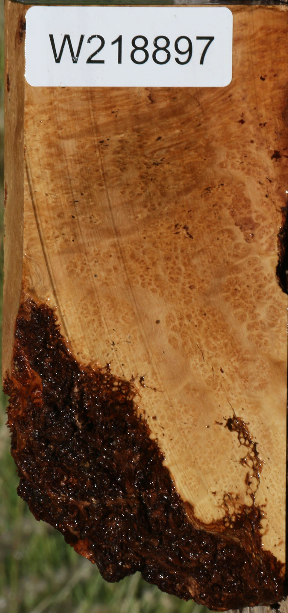 Figured Rustic Kanista Burl Live Edge Lumber