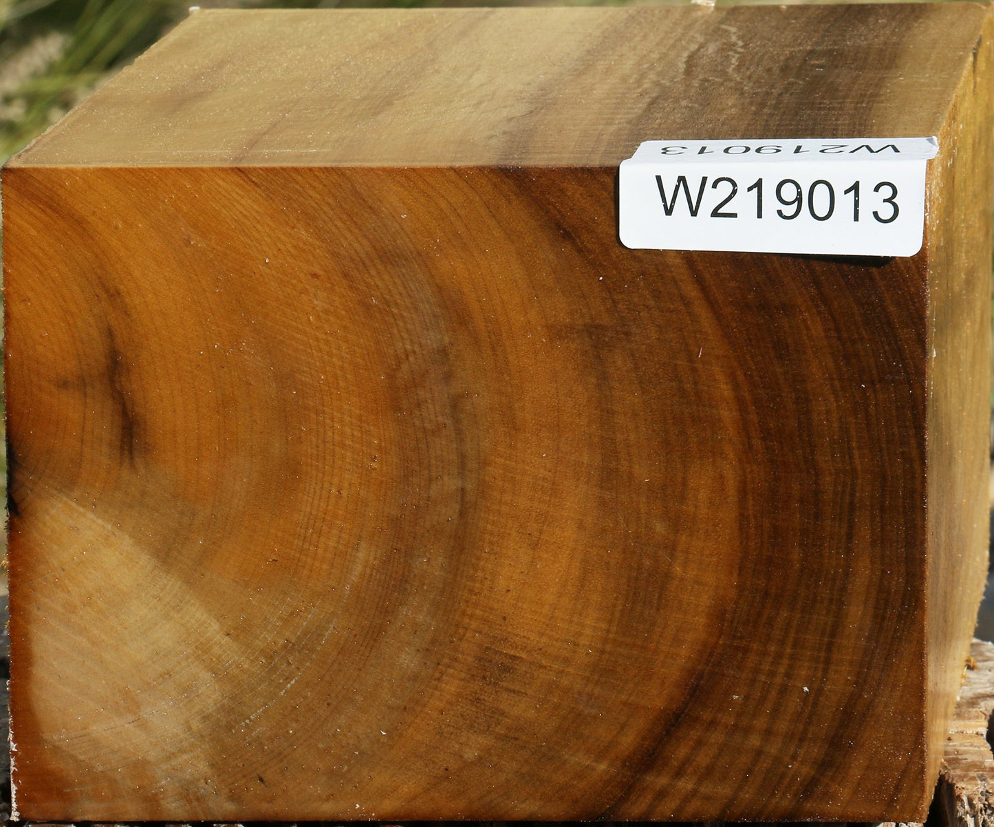 Figured Gold Myrtle Bowl Blank