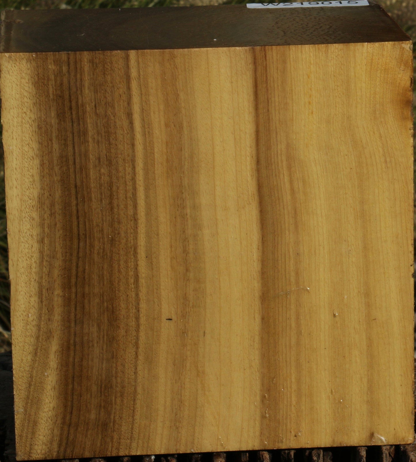 Figured Gold Myrtle Bowl Blank