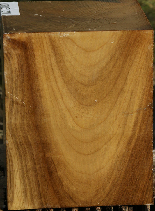 Gold Myrtle Turning Square