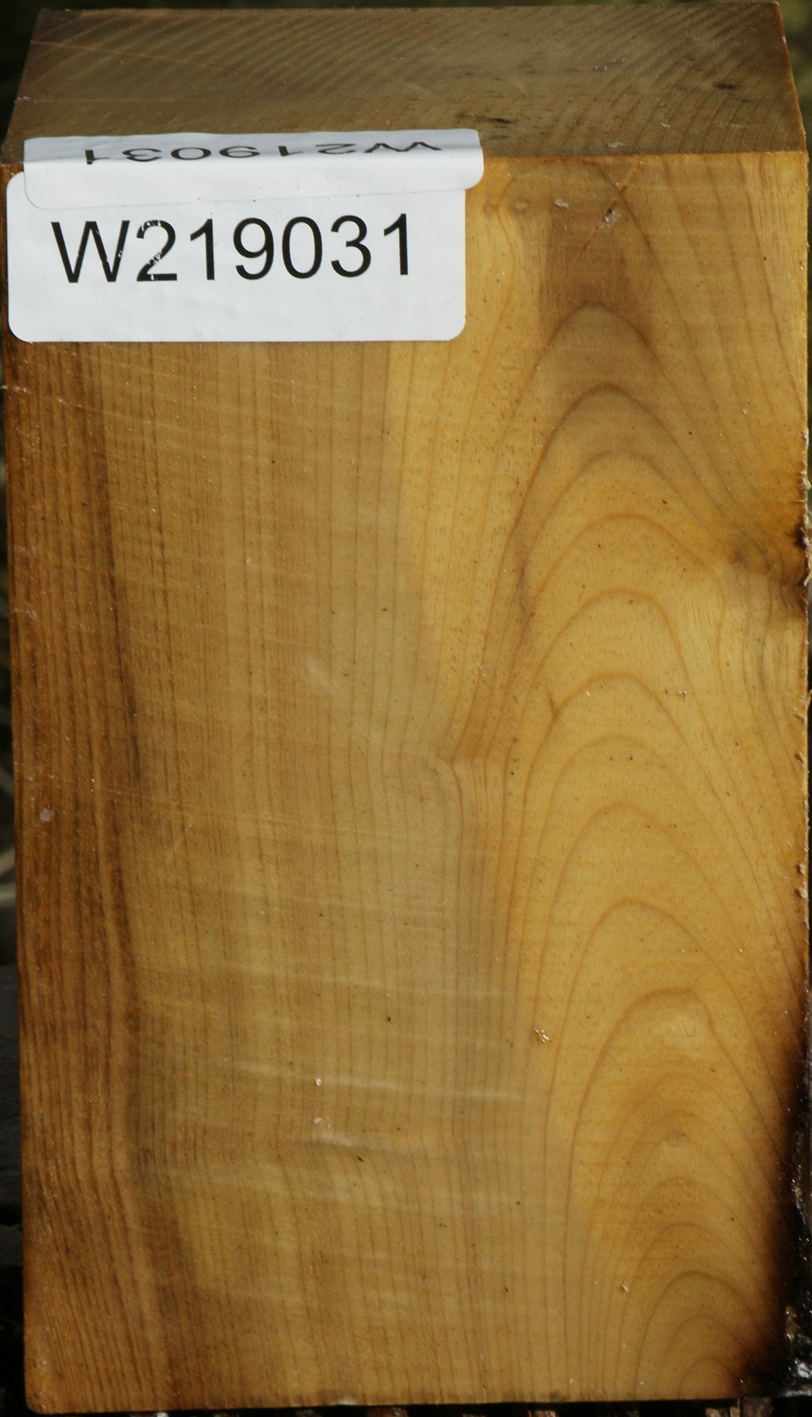 Gold Myrtle Turning Square