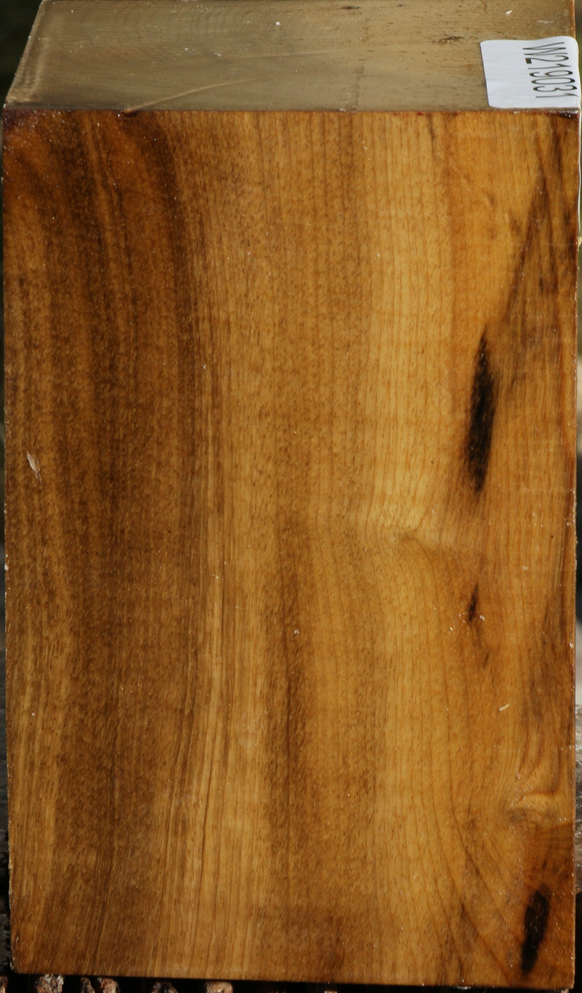 Gold Myrtle Turning Square