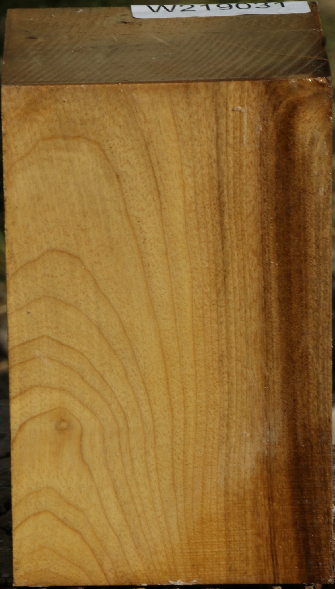 Gold Myrtle Turning Square