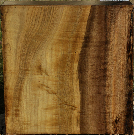 Figured Gold Myrtle Bowl Blank